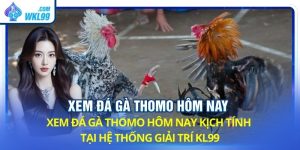 xem đá gà Thomo hôm nay